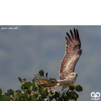 خانواده قوشیان Accipitridae